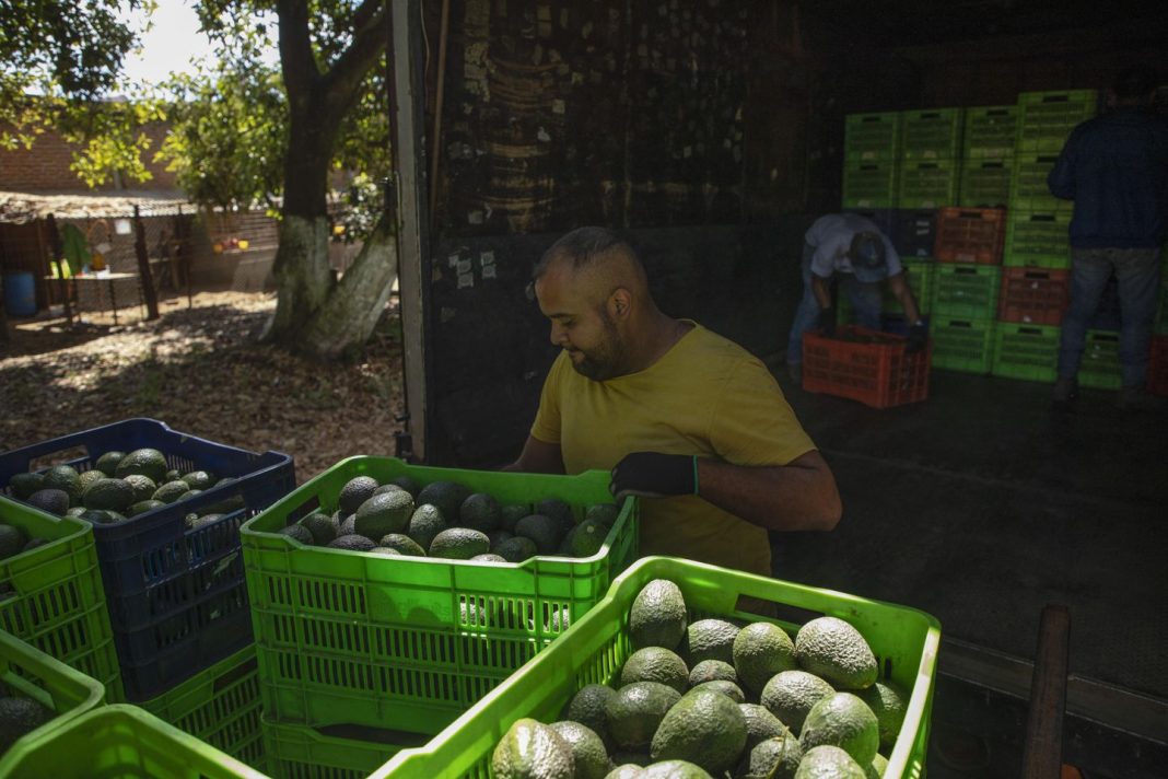 route-to-super-bowl-dangerous-for-mexico’s-avocado-haulers