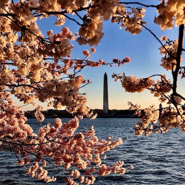 these-cherry-blossom-tours-will-let-you-experience-dc-in-full-bloom