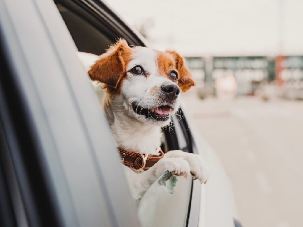 taking-your-dog-on-a-road-trip?-here’s-how-to-prepare.